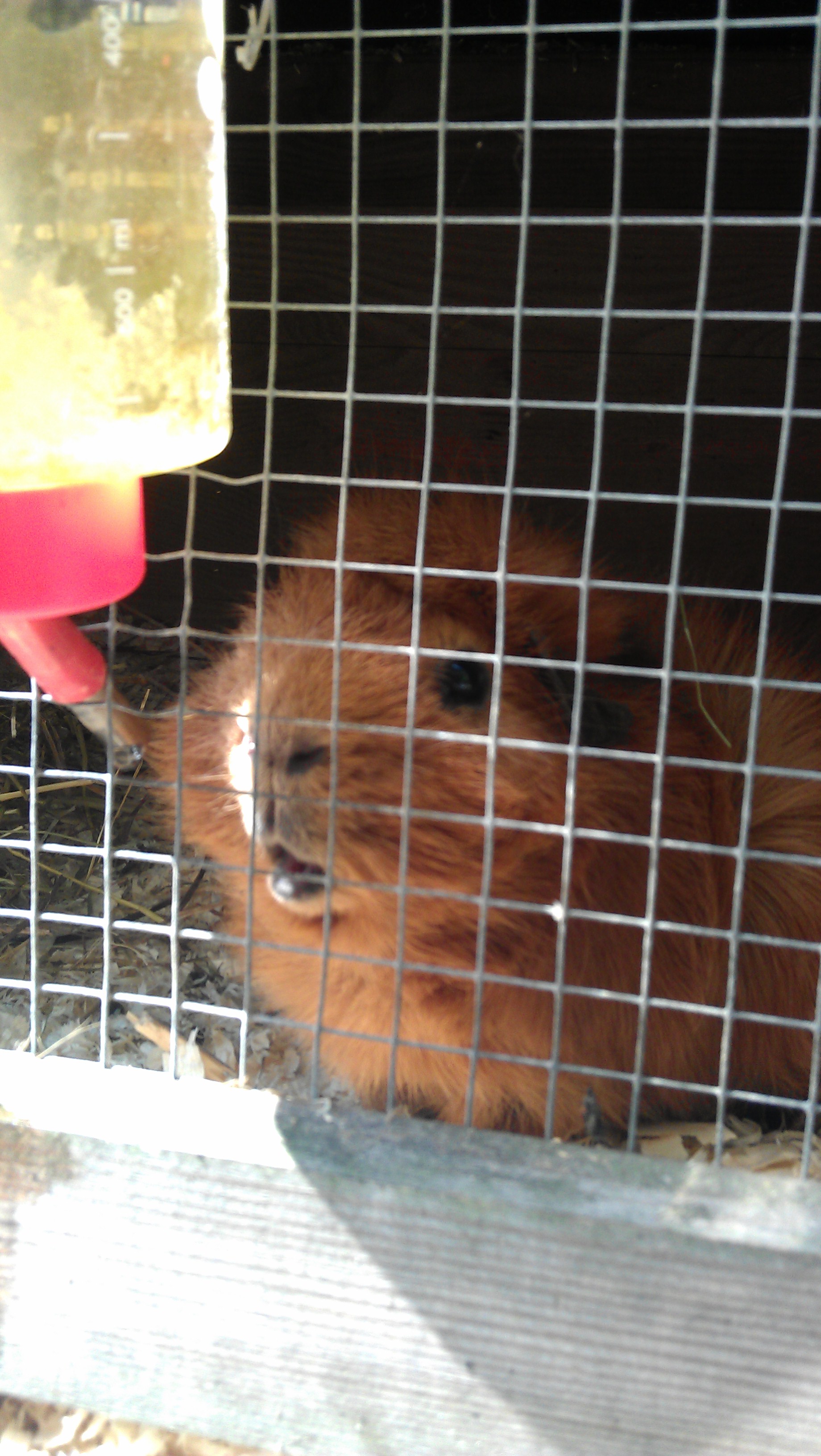 cavia