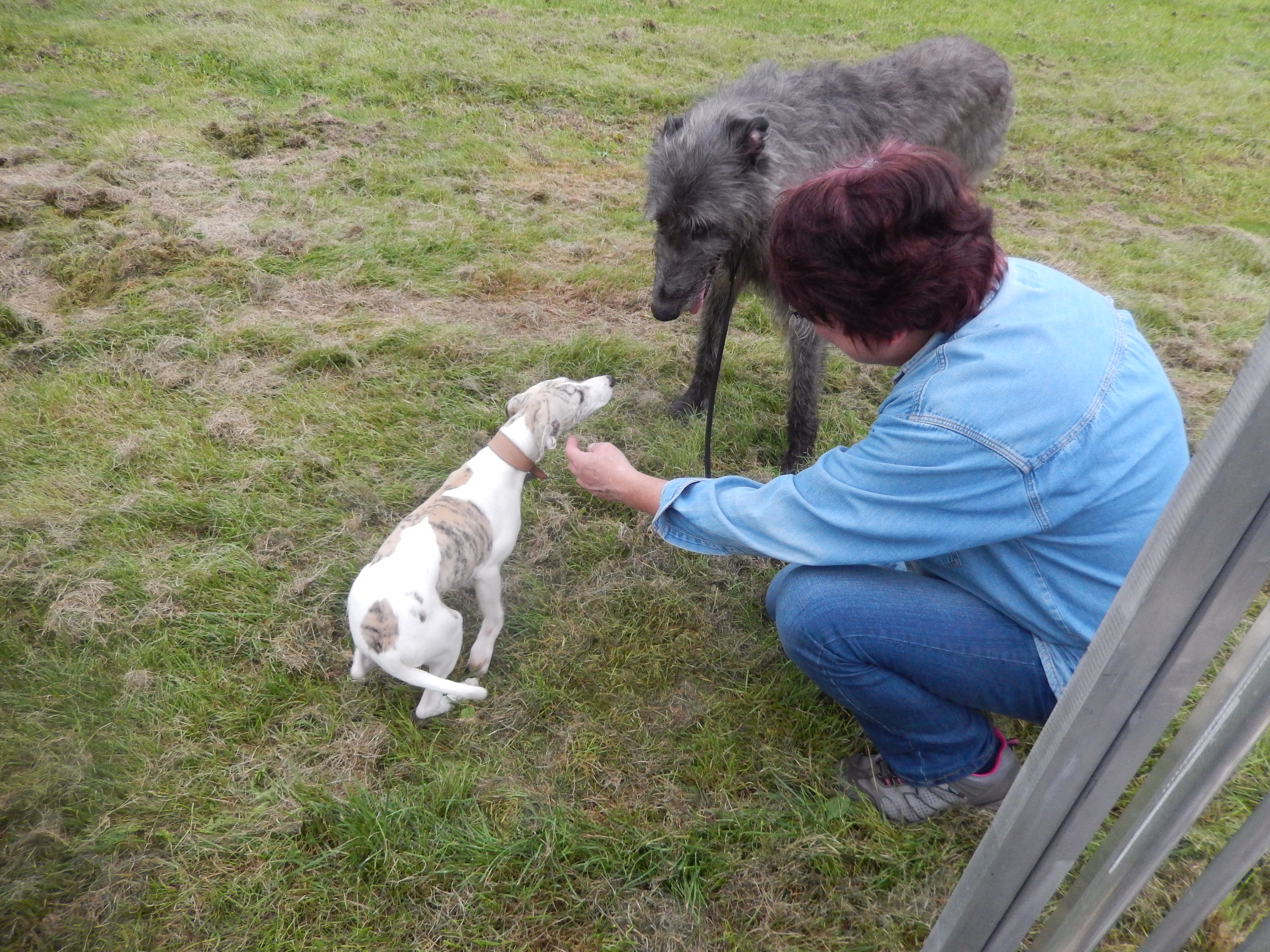 elainedeerhound.jpg