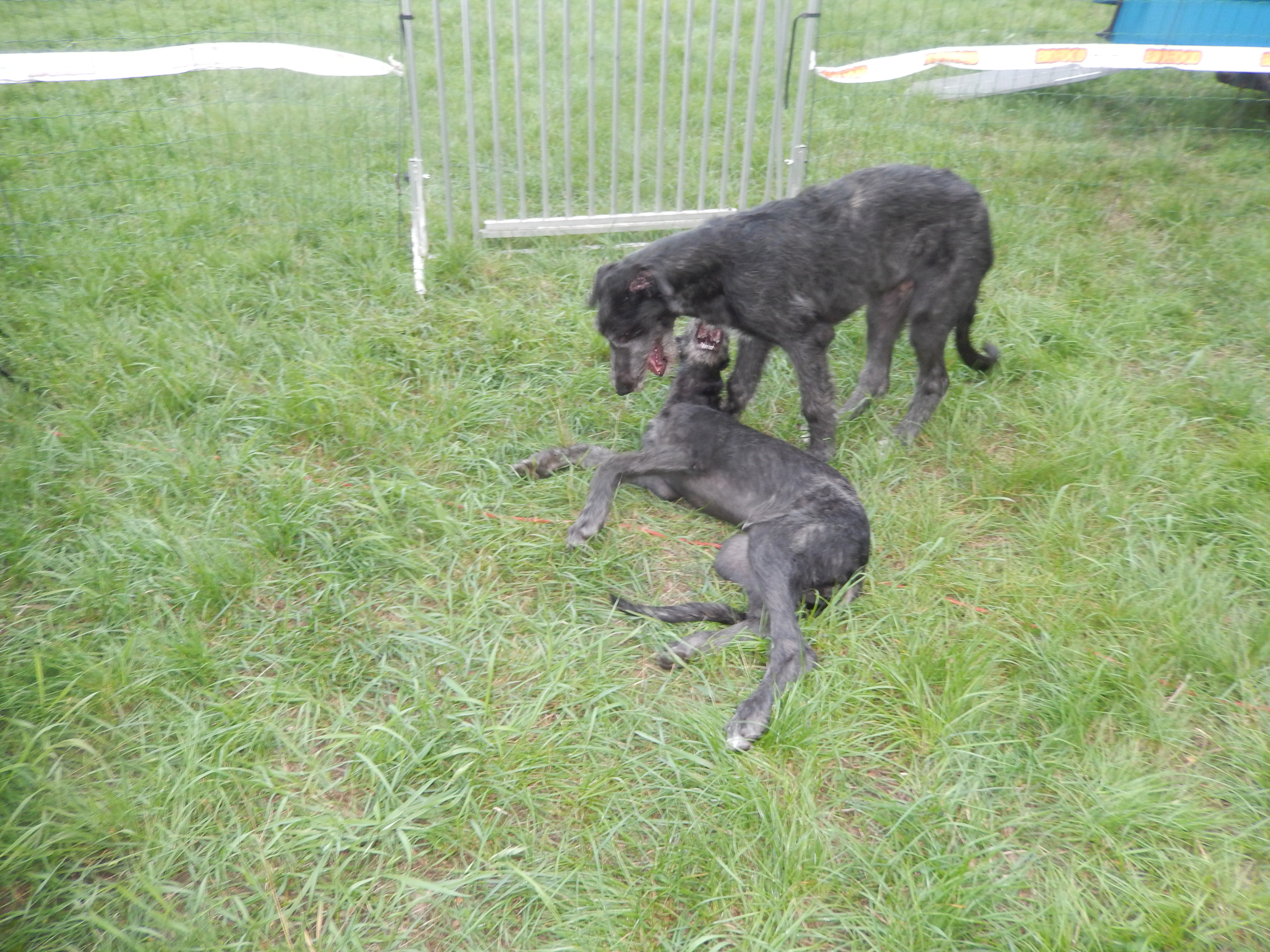 deerhoundpups.jpg