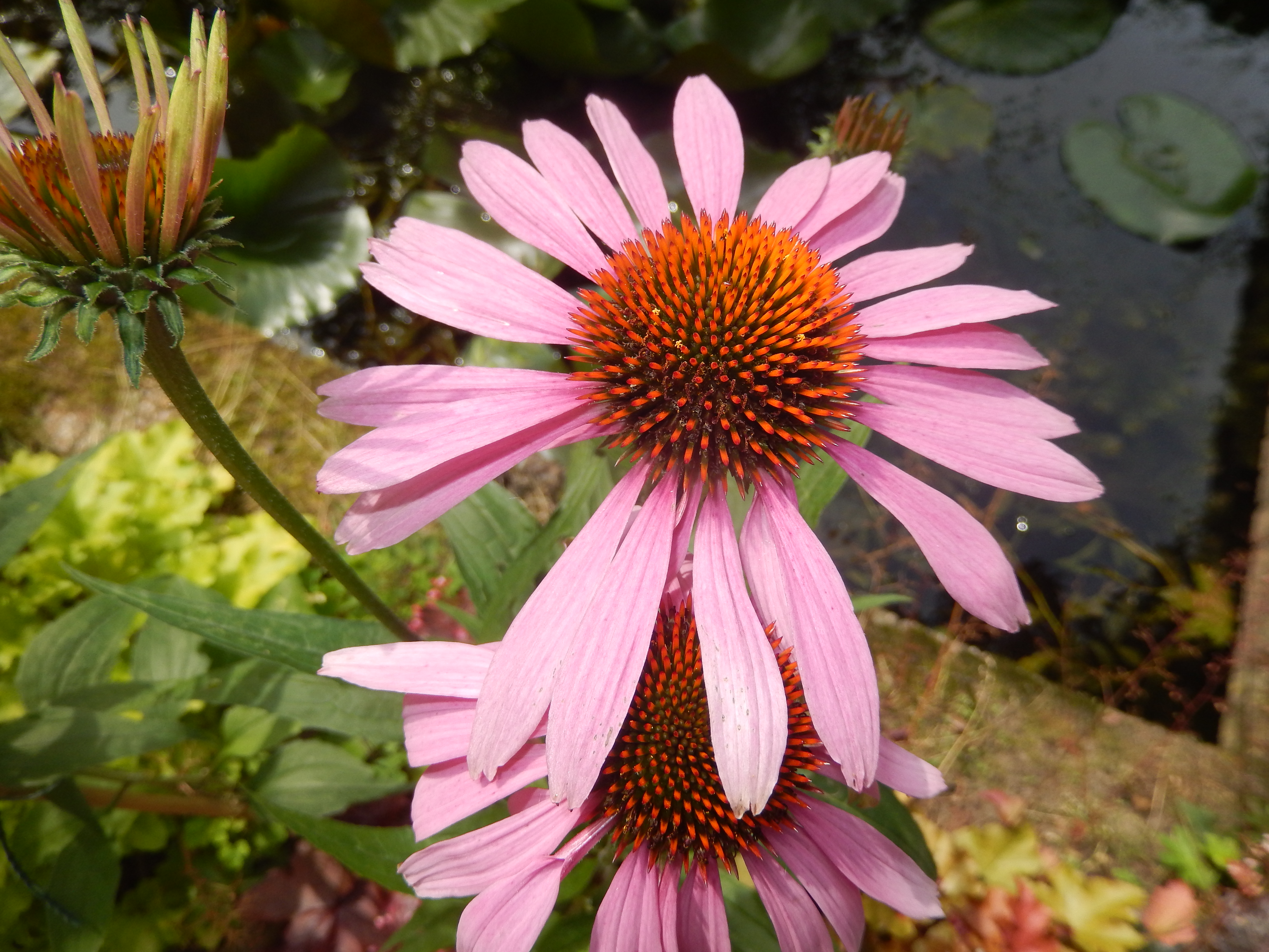 echinacea.jpg